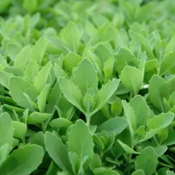 Autumn Fire Sedum -Lush Garden Home sed autumnfire fol northcreek nu