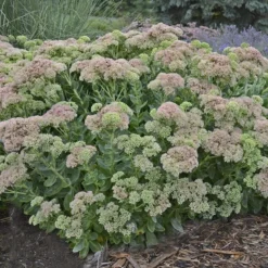 Autumn Fire Sedum -Lush Garden Home sedum autumn fire whole plant e