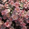 Voodoo Sedum