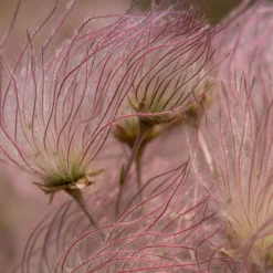 Apache Plume (Fallugia) -Lush Garden Home shutterstock apache plume fallugia paradoxa 2 cropped