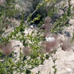 Apache Plume (Fallugia) -Lush Garden Home shutterstock apache plume fallugia paradoxa 3 cropped