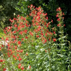 Royal Catchfly (Silene) -Lush Garden Home silene reiga royal catchfly full plant