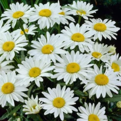 Snowcap Shasta Daisy -Lush Garden Home snowcap shasta daisy 3
