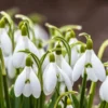 Snowdrops