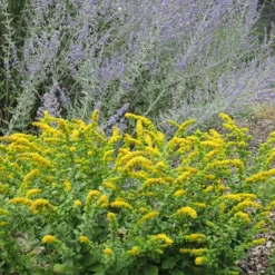 Golden Fleece Goldenrod (Solidago) -Lush Garden Home solidago golden fleece russian sage perovskia atriplicifolia