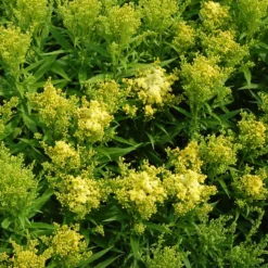 Little Lemon Goldenrod (Solidago) -Lush Garden Home solidago mike davy little lemon goldenrod cropped