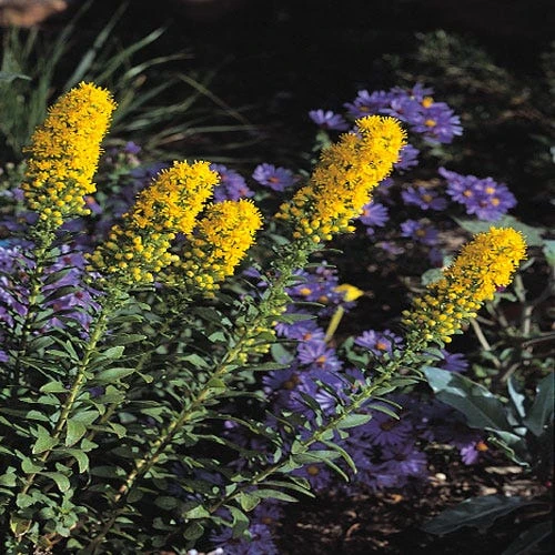 Golden Torch Goldenrod (Wichita Mountains Solidago) 2 Golden Torch Goldenrod (Wichita Mountains Solidago) - Image 2