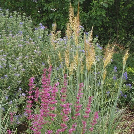 Llano Indian Grass 2 Llano Indian Grass - Image 2