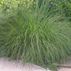 Prairie Dropseed Grass -Lush Garden Home sporobolus heterolipis foliage cropped