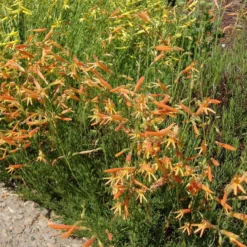 SteppeSuns® Sunset Glow Penstemon -Lush Garden Home steppesuns sunset glow penstemon orange