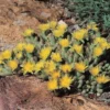 Night-Blooming Ice Plant (Stomatium)