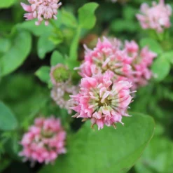 Alternative Lawn Wildflower Seed Mix -Lush Garden Home strawberry clover close up