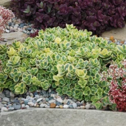 SunSparkler® Lime Twister Sedum -Lush Garden Home sunsparkler lime twister sedum
