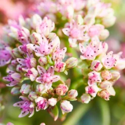 SunSparkler® Lime Twister Sedum -Lush Garden Home sunsparkler lime twister sedum pink flowers