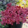 SunSparkler® Wildfire Sedum