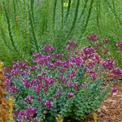 Thanksgiving Ornamental Oregano -Lush Garden Home thanksgiving ornamental oregano oreganum with liatris garden