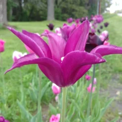 Blue Moon Triumph Tulip Mix -Lush Garden Home tulipa blue moon mix hm 3