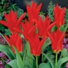 Red Emperor Tulip