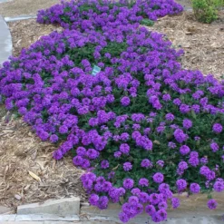 Valley Lavender® Plains Verbena -Lush Garden Home verbena bipinnitifida valley lavender 3