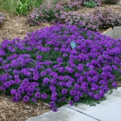 Valley Lavender® Plains Verbena -Lush Garden Home verbena bipinnitifida valley lavender pat hayward