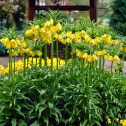 Yellow Crown Imperial -Lush Garden Home visi02917 fritillaria lutea cropped