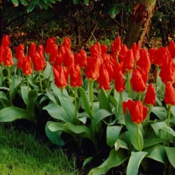 Red Emperor Tulip -Lush Garden Home visi04220 red emperor tulip cropped