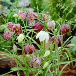 Snake's Head Fritillary -Lush Garden Home visi26883 fritillaria meleagris0cropped