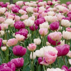 Double Late Tulip Mix -Lush Garden Home visi34695 double late tulip mix cropped