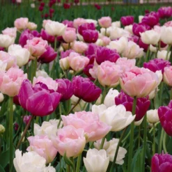 Double Late Tulip Mix -Lush Garden Home visi34696 double late tulip mix cropped