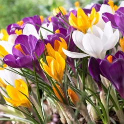 Dutch Crocus Mix -Lush Garden Home visi50589 dutch crocus mix cropped