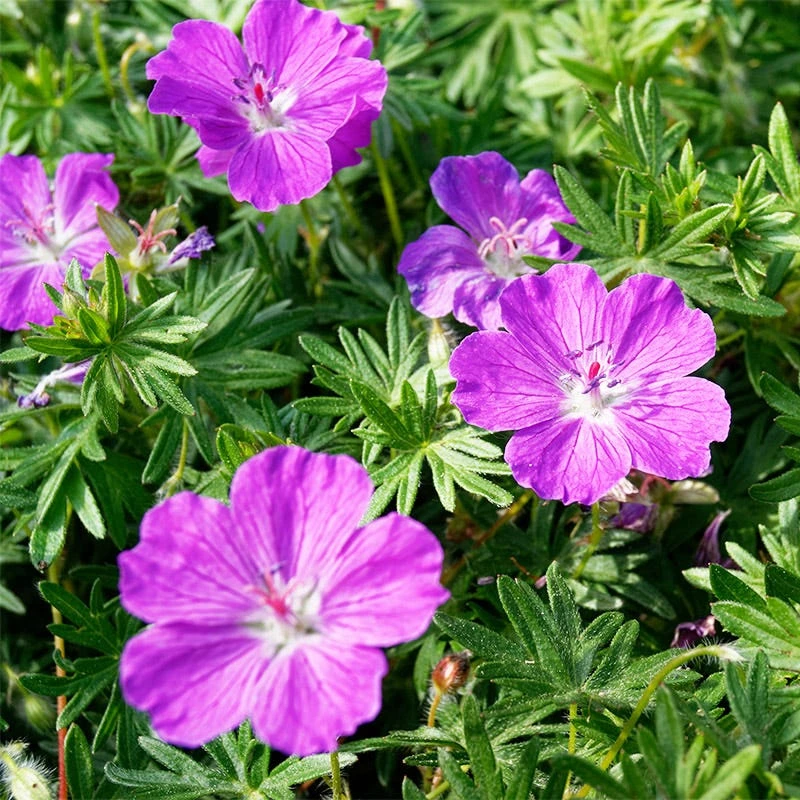 Vision® Violet Geranium 2 Vision® Violet Geranium - Image 2