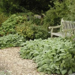 Helen Von Stein Lamb's Ear -Lush Garden Home walters gardens stachys helen von stein