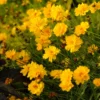 Sunray Coreopsis