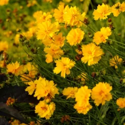 Sunray Coreopsis