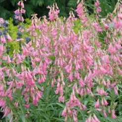 Elfin Pink Penstemon -Lush Garden Home walters gardens penstemon elfin pink cropped
