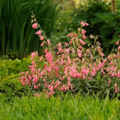 Elfin Pink Penstemon -Lush Garden Home walters gardens penstemon elfin pink cropped 3