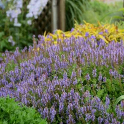 Blue Hill Salvia -Lush Garden Home walters gardens salvia blue hill cropped 3