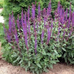 Caradonna Salvia -Lush Garden Home walters gardens salvia caradonna cropped 1