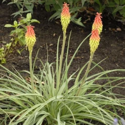 Fire Dance Red Hot Poker -Lush Garden Home walters gardens kniphofia fire dance cropped