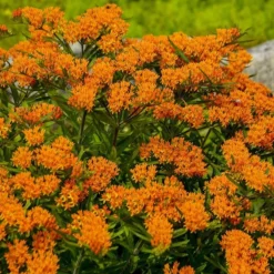 Butterfly Weed (Clay Form) 9 Butterfly Weed (Clay Form) -Lush Garden Home walters gardens asclepias tuberosa cropped 1