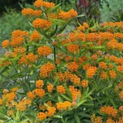 Butterfly Weed (Clay Form) 10 Butterfly Weed (Clay Form) -Lush Garden Home walters gardens asclepias tuberosa cropped 2