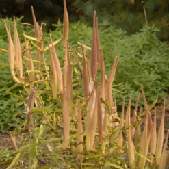 Butterfly Weed (Clay Form) 11 Butterfly Weed (Clay Form) -Lush Garden Home walters gardens asclepias tuberosa seed heads cropped