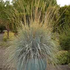 Blue Oat Grass -Lush Garden Home walters gardens helictotrichon sempervirens cropped 4
