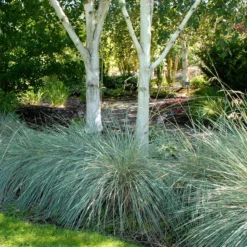 Blue Oat Grass -Lush Garden Home walters gardens helictotrichon sempervirens cropped under trees