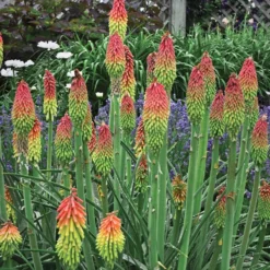 Fire Dance Red Hot Poker -Lush Garden Home walters gardens kniphofia fire dance cropped
