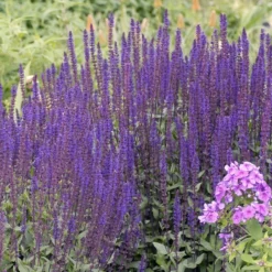 Caradonna Salvia -Lush Garden Home walters gardens salvia caradonna cropped