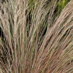 Prairie Blues Little Bluestem Grass -Lush Garden Home walters gardens schizachyrium prairie blues close up foliage cropped