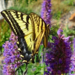 Blue Blazes Agastache -Lush Garden Home western swallowtail sipping agastache blue blazes 3