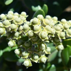 Ice Ballet Swamp Milkweed -Lush Garden Home white ice ballet milkweed asclep