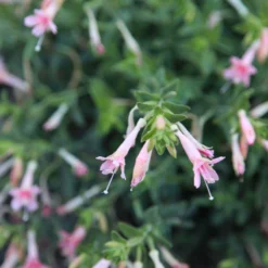 Woody's Peach Surprise Hummingbird Trumpet (Zauschneria) -Lush Garden Home woody s peach surprise closeup cropped